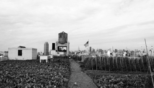 Urban Agriculture think iafor copy