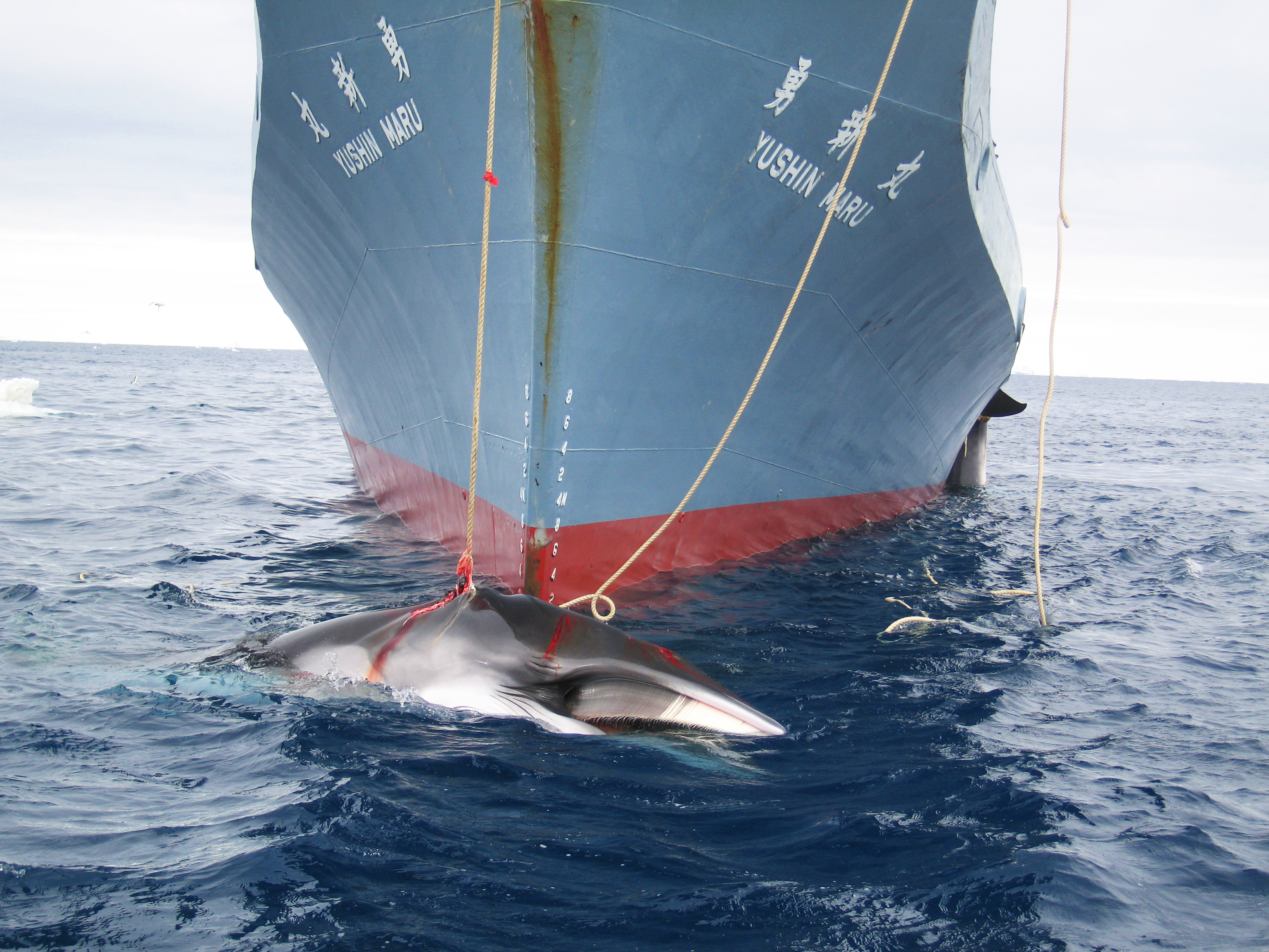 whaling-in-the-antarctic-and-the-power-of-public-international-law